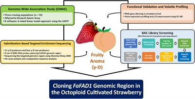 Genomic Characterization of the Fruity Aroma Gene, FaFAD1, Reveals a Gene Dosage Effect on γ-Decalactone Production in Strawberry (Fragaria × ananassa)